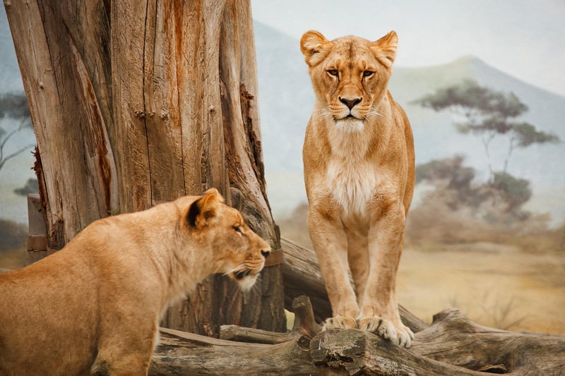Safari Adventure